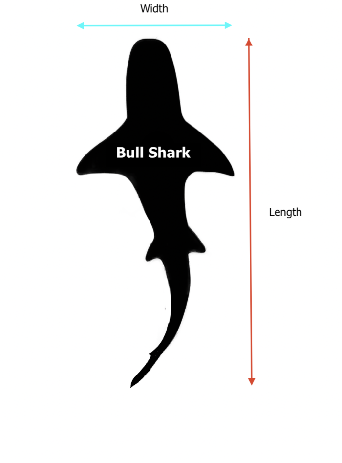 Bull Shark Dimensions