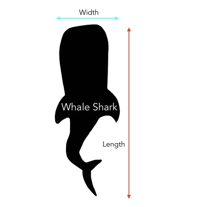 Whale Shark Dimensions