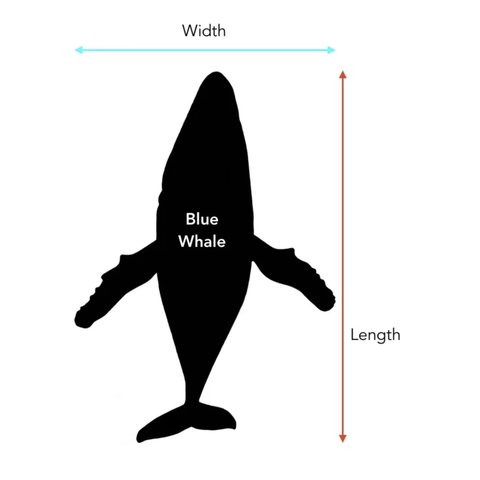 Blue Whale Dimensions