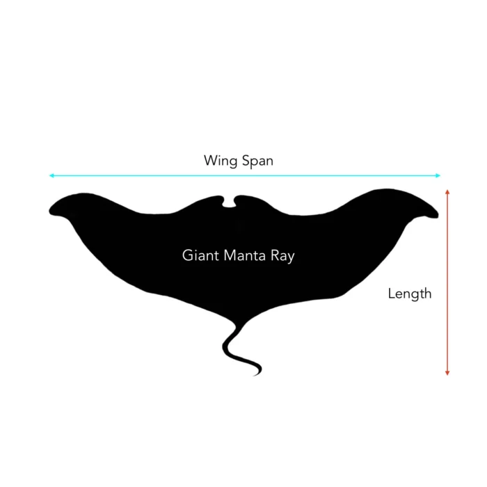 Giant Manta Ray - Image 2
