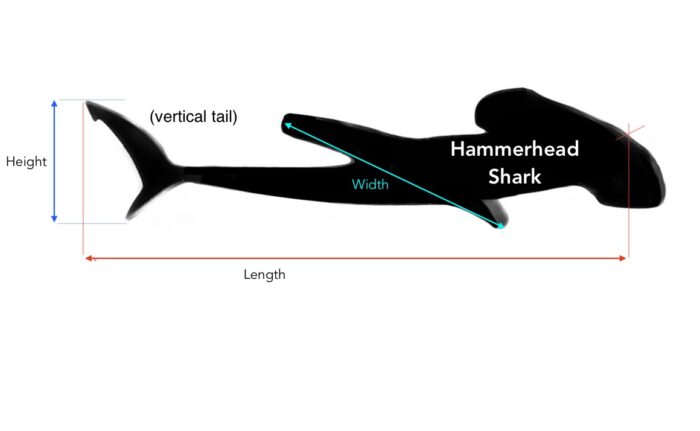 Hammer Head Shark (Vertical Tail) Dimensions