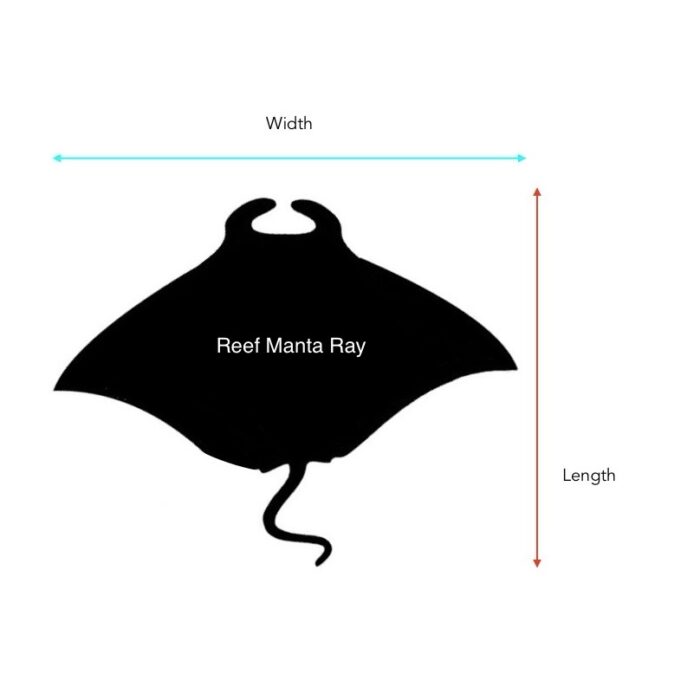 Reef Manta Ray dimensions